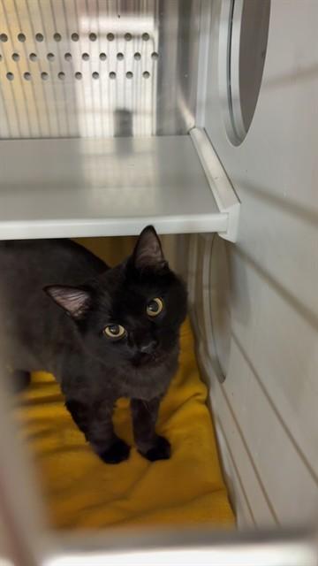SPOOKY, Adoptable, Adult Male Domestic Medium Hair.