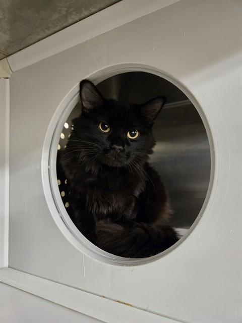 SPOOKY, Adoptable, Adult Male Domestic Medium Hair.