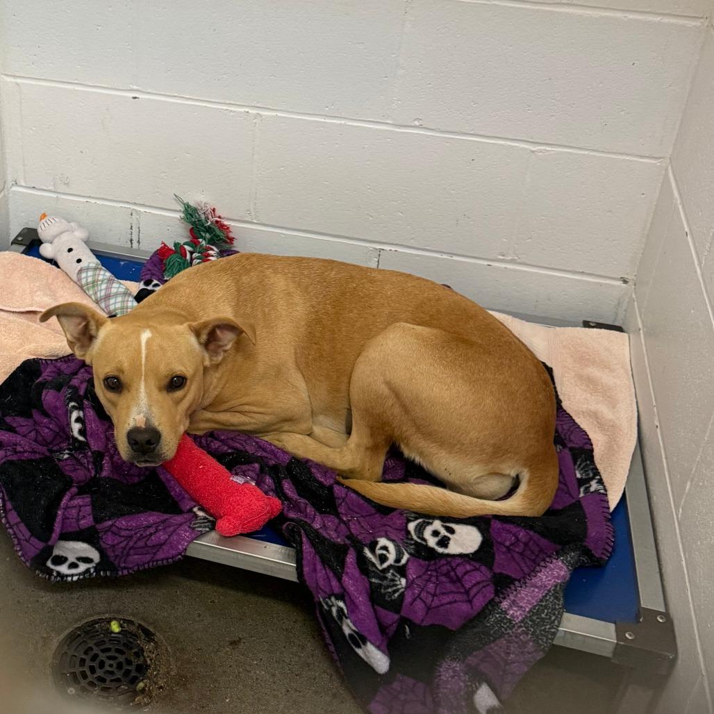 Rhoda, Adoptable, Adult Female Pit Bull Terrier.