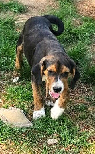 Rambling Rose, Adoptable, Puppy Male Hound.