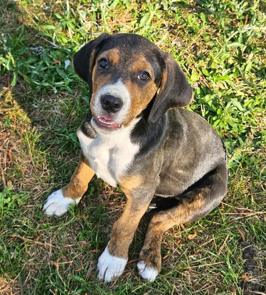 Enlarge Rambling Rose, a Adoptable Hound in Wakefield, RI image 2/3