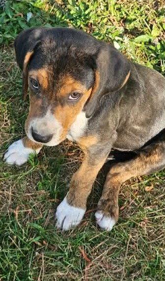 Enlarge Rambling Rose, a Adoptable Hound in Wakefield, RI image 3/3