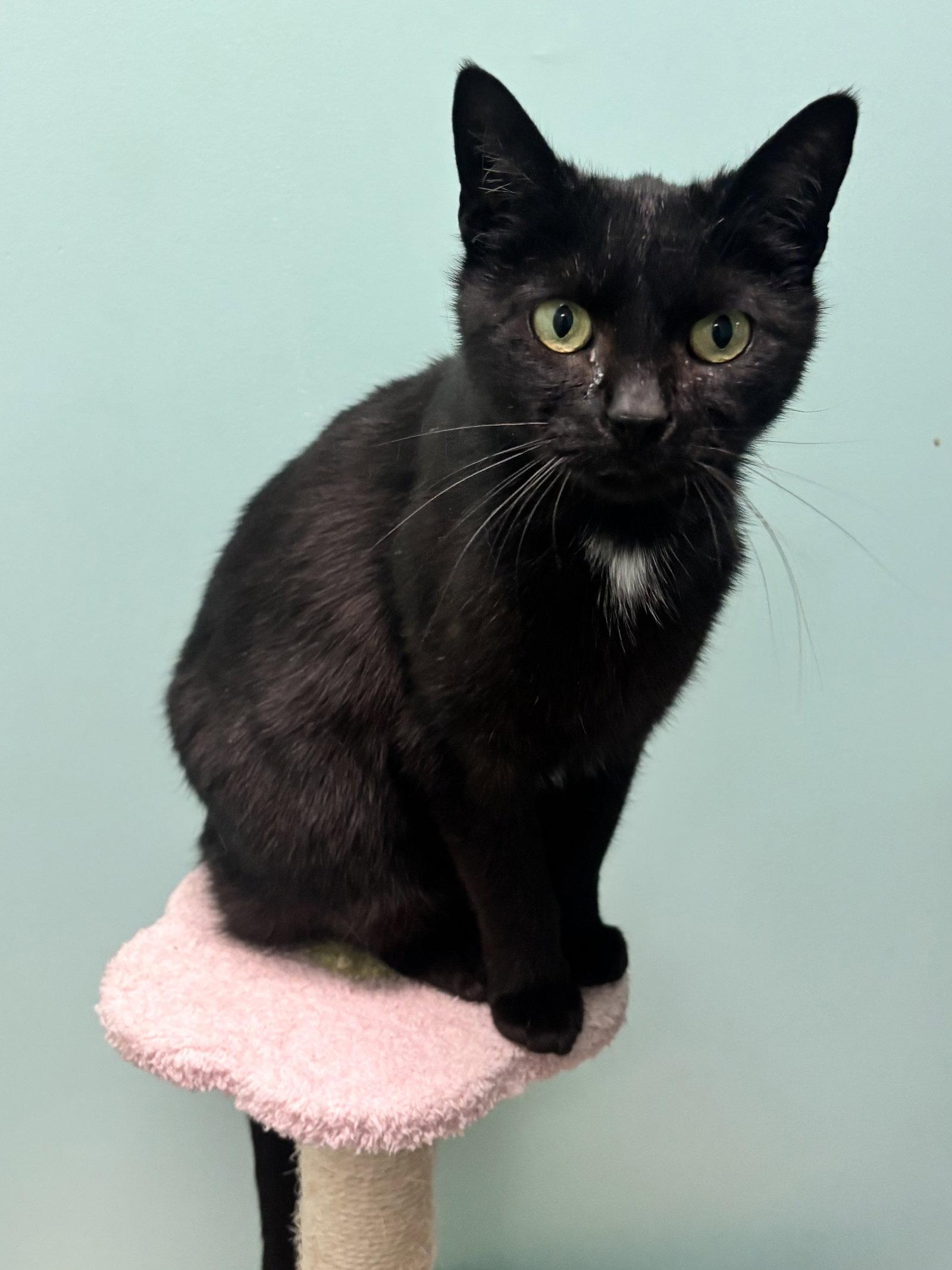 Delilah, Adoptable, Adult Female Domestic Short Hair.