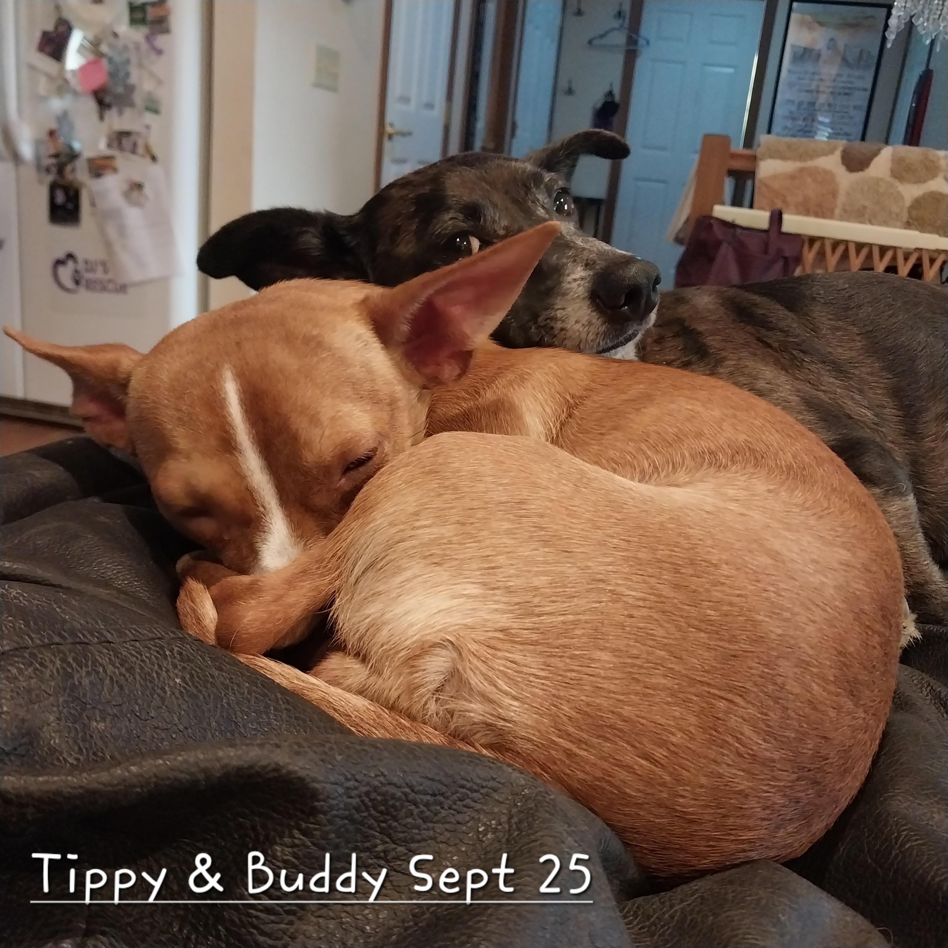 Tippy, Adopted, Young Female Chihuahua & Terrier.