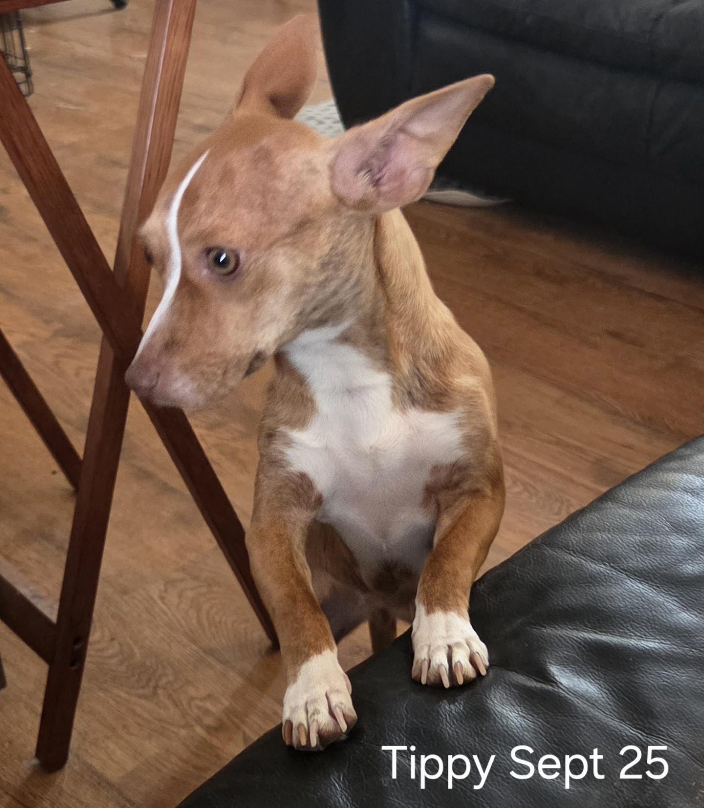 Enlarge Tippy, a Adopted mixed breed in New Franklin, OH image 2/2