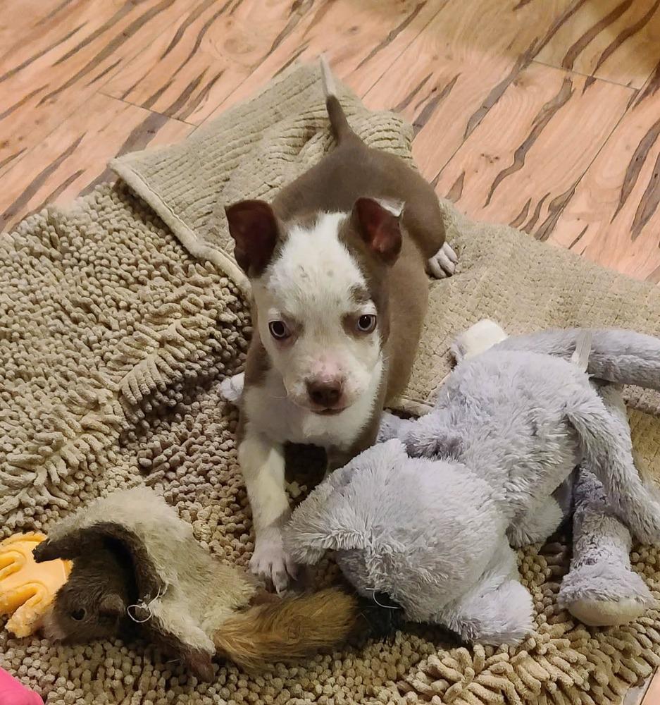 Valentino, Adoptable, Puppy Male Pit Bull Terrier.