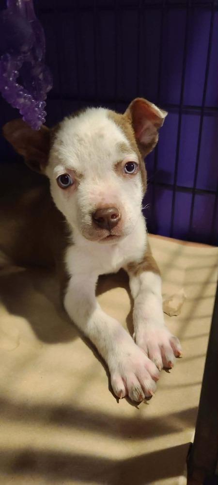 Enlarge Valentino, a Adoptable mixed breed in Rockland, WI image 1/6