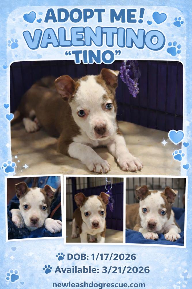 Enlarge Valentino, a Adoptable mixed breed in Rockland, WI image 2/6