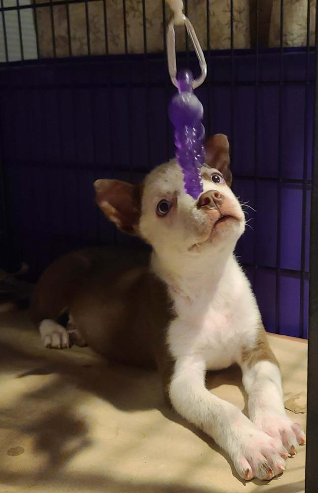 Enlarge Valentino, a Adoptable mixed breed in Rockland, WI image 4/6