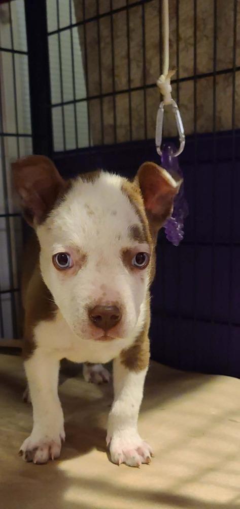 Enlarge Valentino, a Adoptable mixed breed in Rockland, WI image 6/6