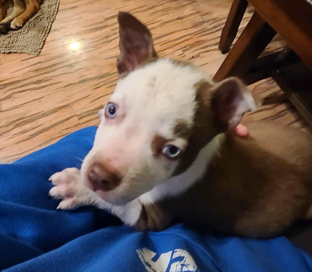 Enlarge Valentino, a Adoptable mixed breed in Rockland, WI image 6/6