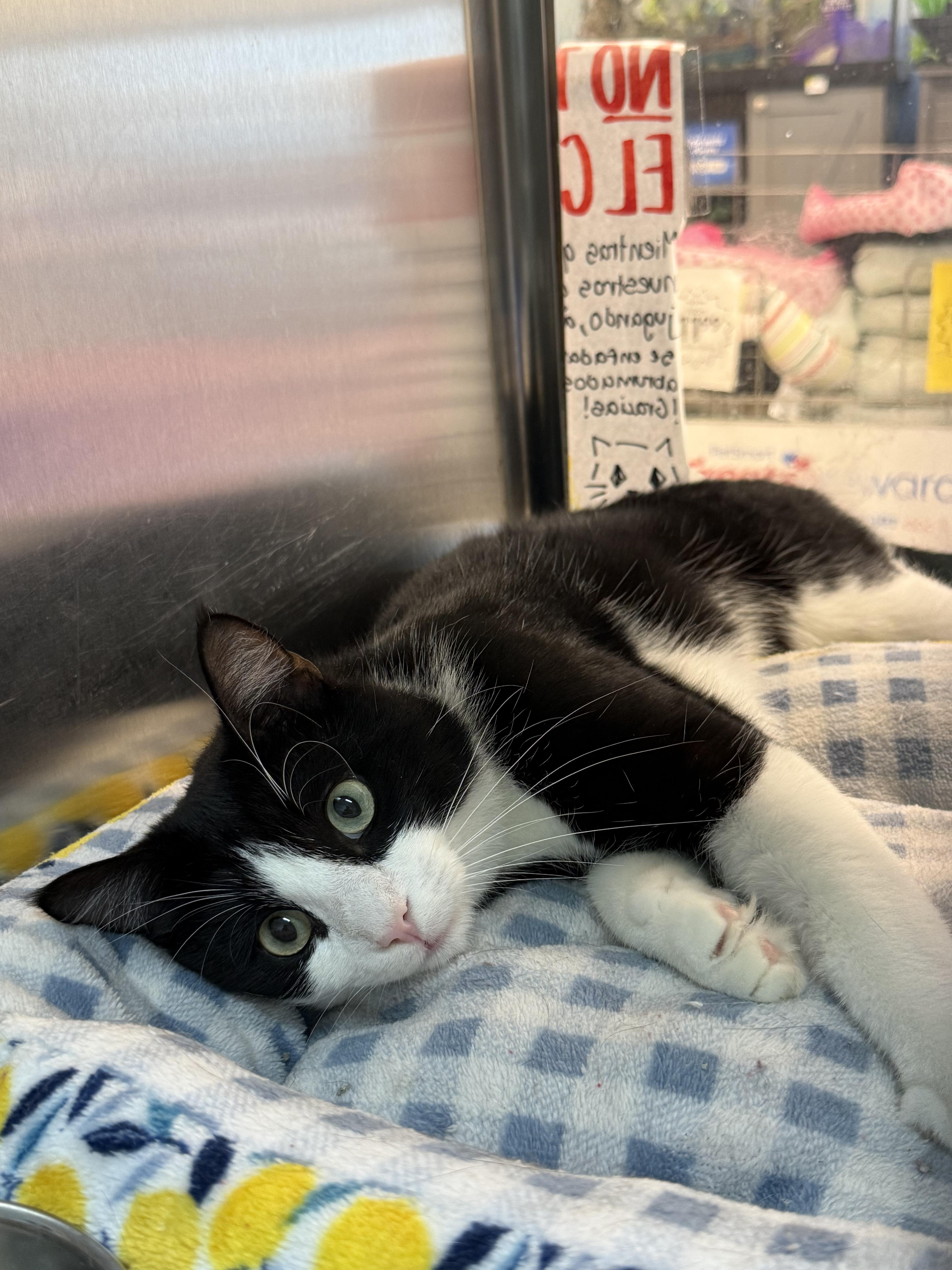 Hot Dog, adopted, Young Male Domestic Short Hair.