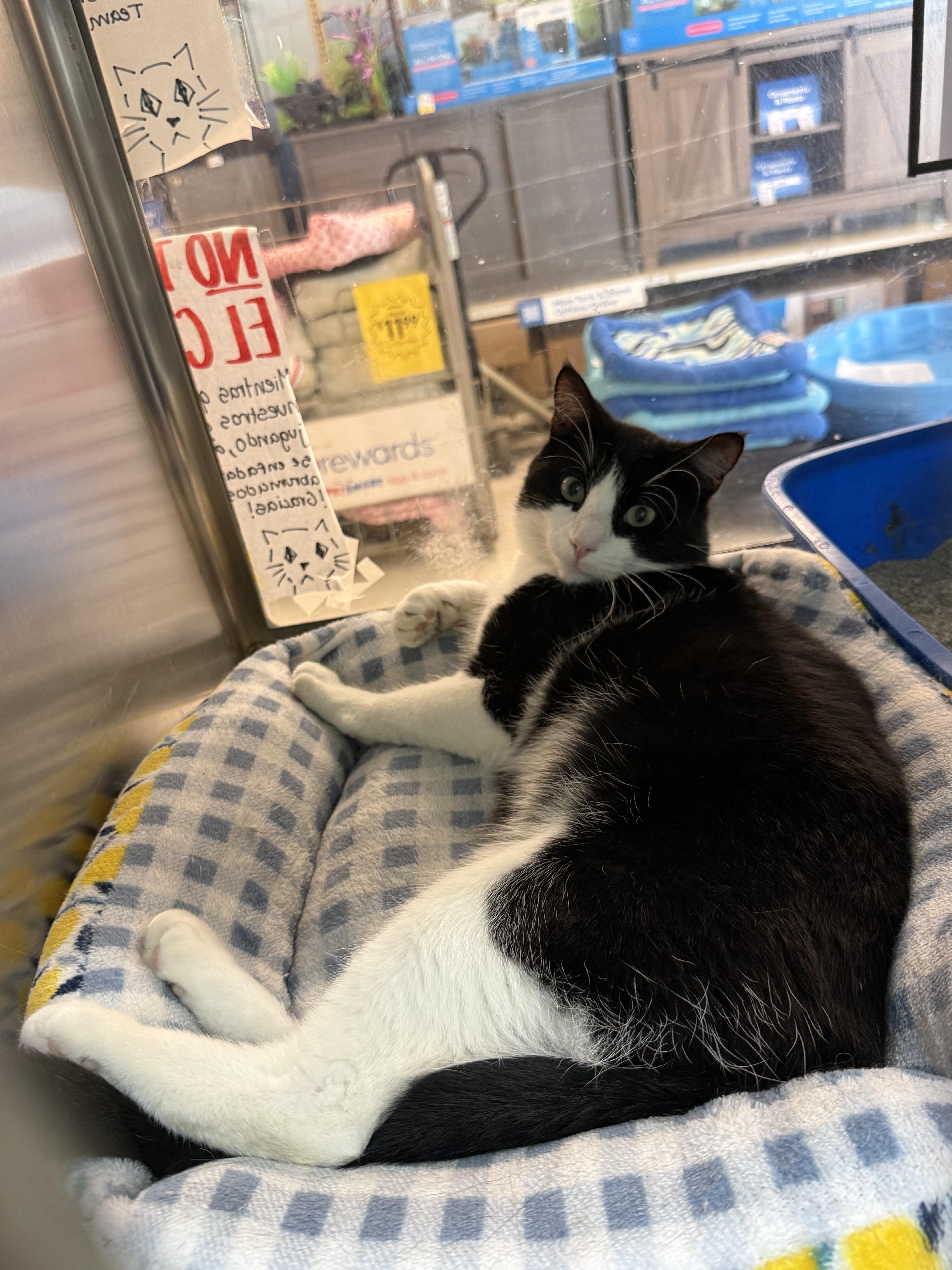 Hot Dog, an adopted Domestic Short Hair in Cambridge, MA image 3/3