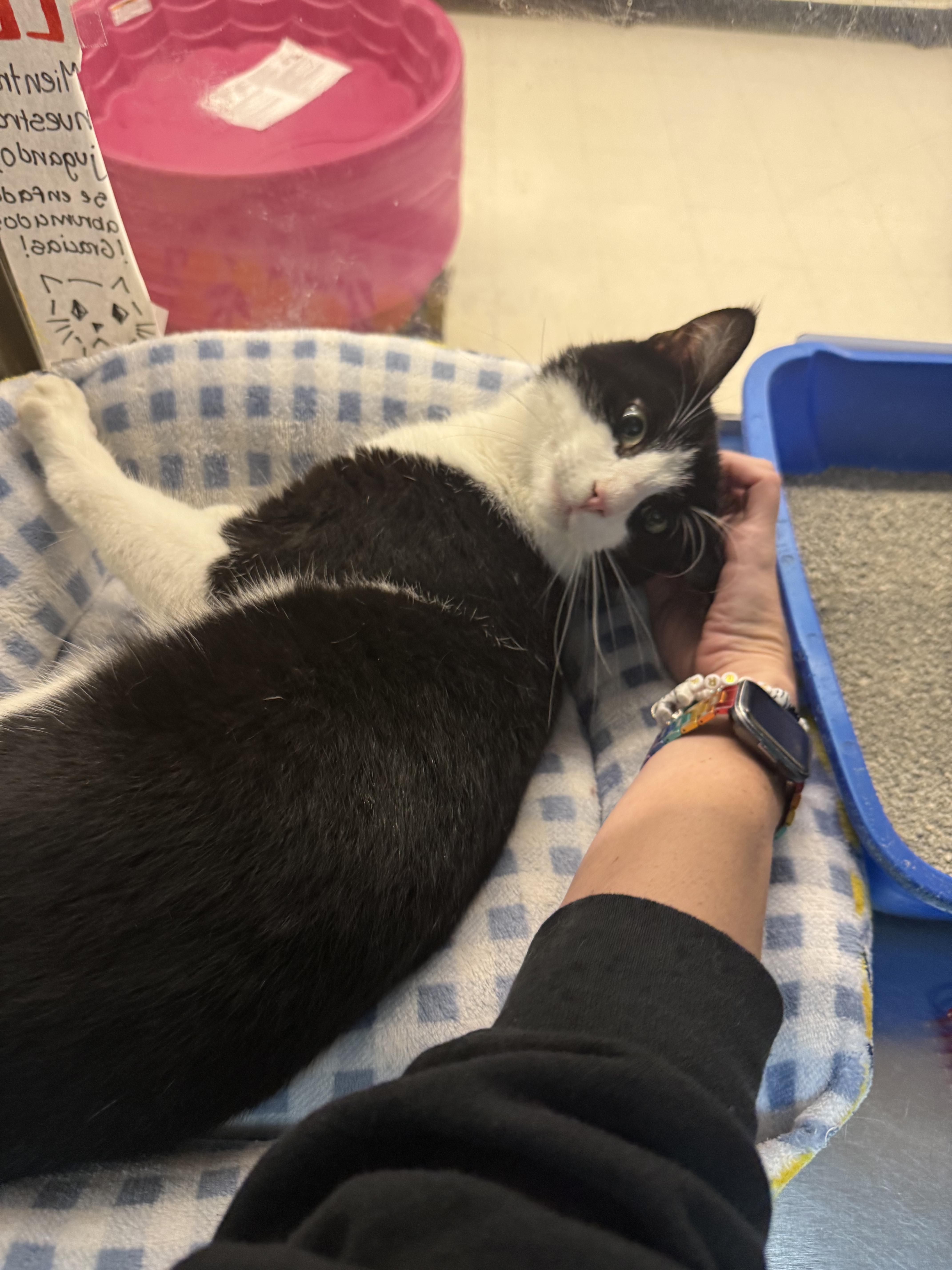 Hot Dog, an adopted Domestic Short Hair in Cambridge, MA image 2/3