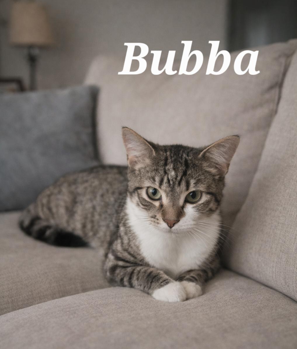 Bubba, Adoptable, Kitten Male Tabby.