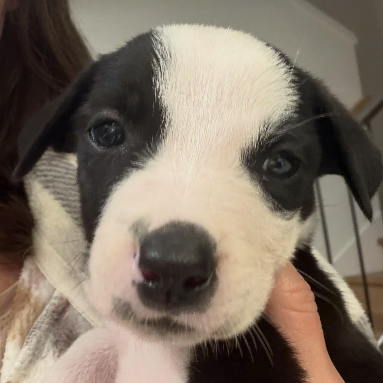Enlarge PUPPIES, a Adoptable Mixed Breed in Wilsall, MT image 6/6
