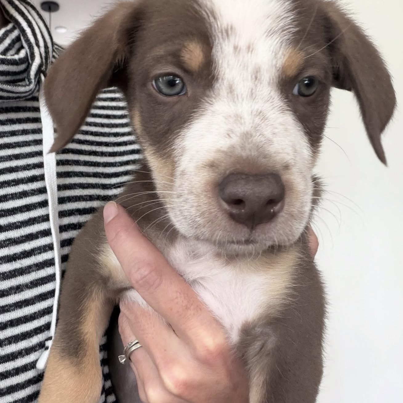PUPPIES, Adoptable, Puppy Female Mixed Breed.