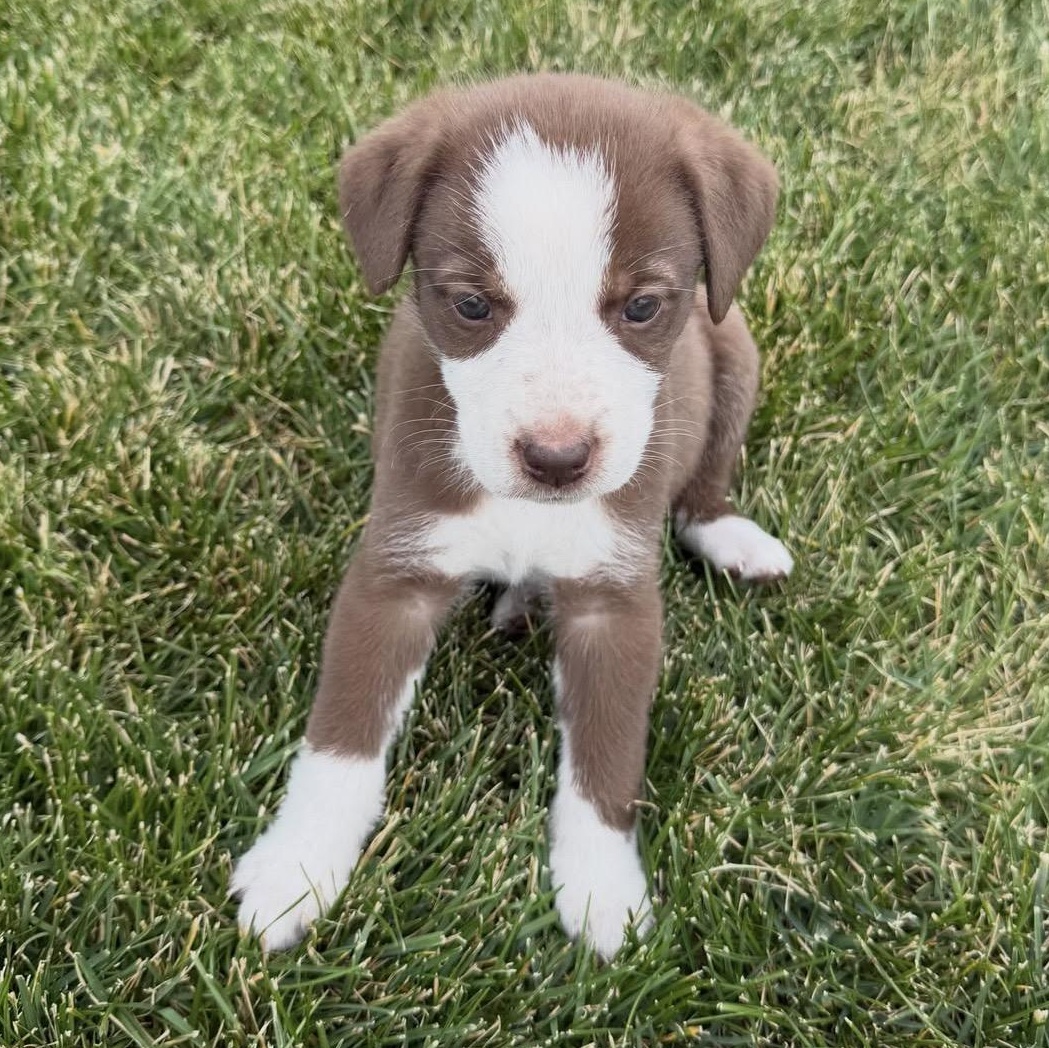 Enlarge PUPPIES, a Adoptable Mixed Breed in Wilsall, MT image 5/6