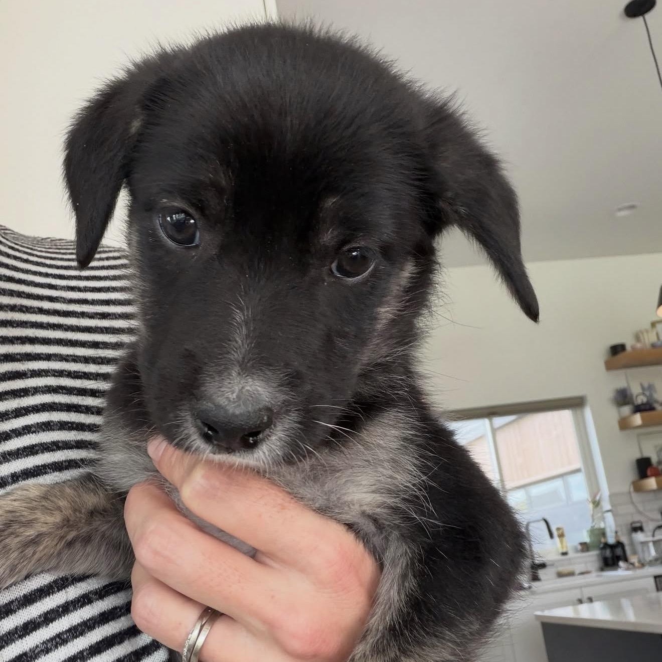 Enlarge PUPPIES, a Adoptable Mixed Breed in Wilsall, MT image 2/6