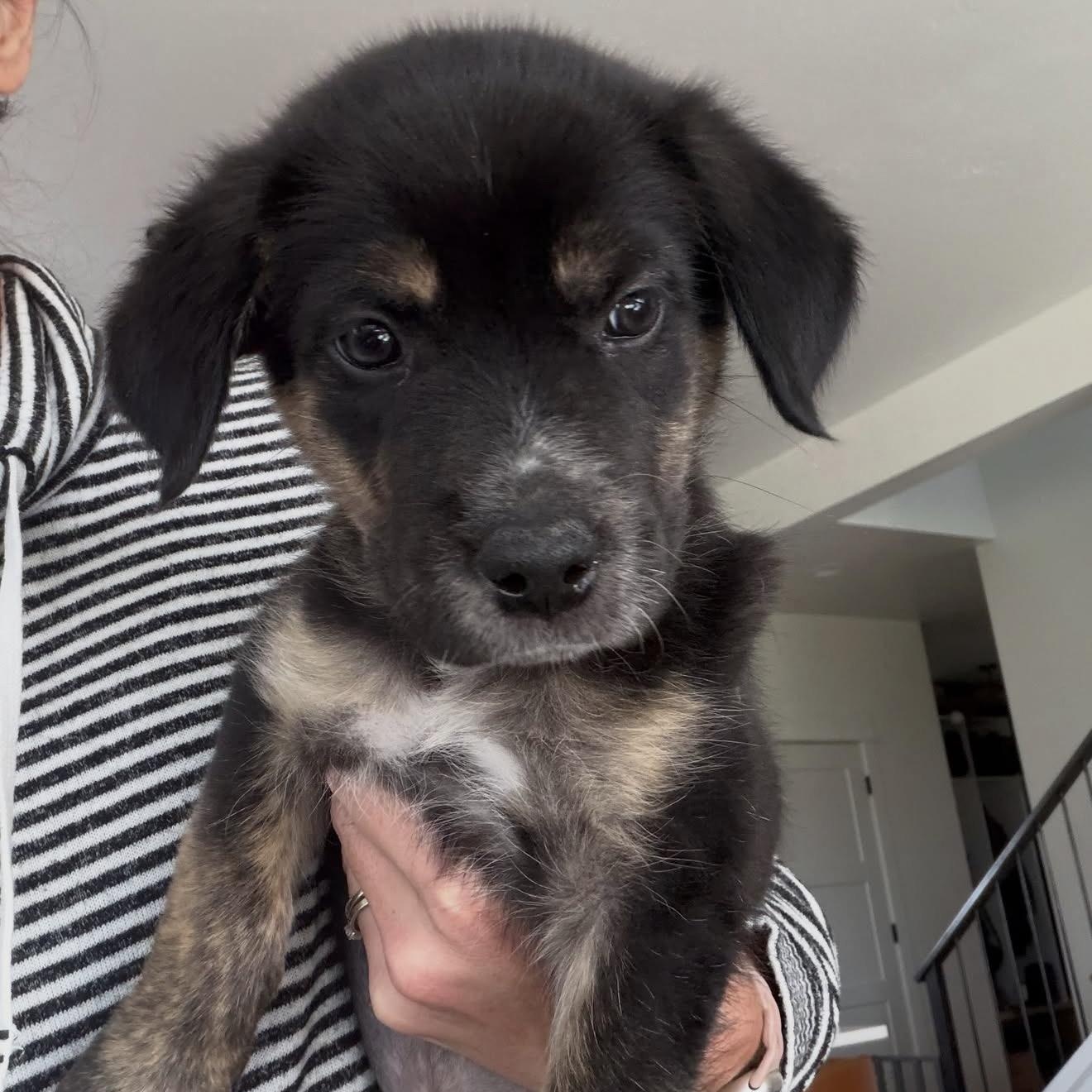 Enlarge PUPPIES, a Adoptable Mixed Breed in Wilsall, MT image 4/6