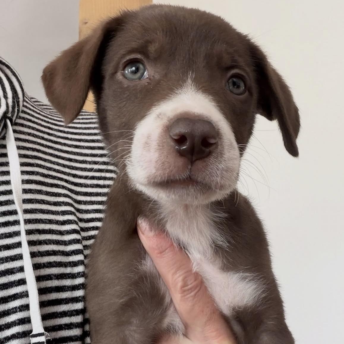 Enlarge PUPPIES, a Adoptable Mixed Breed in Wilsall, MT image 3/6