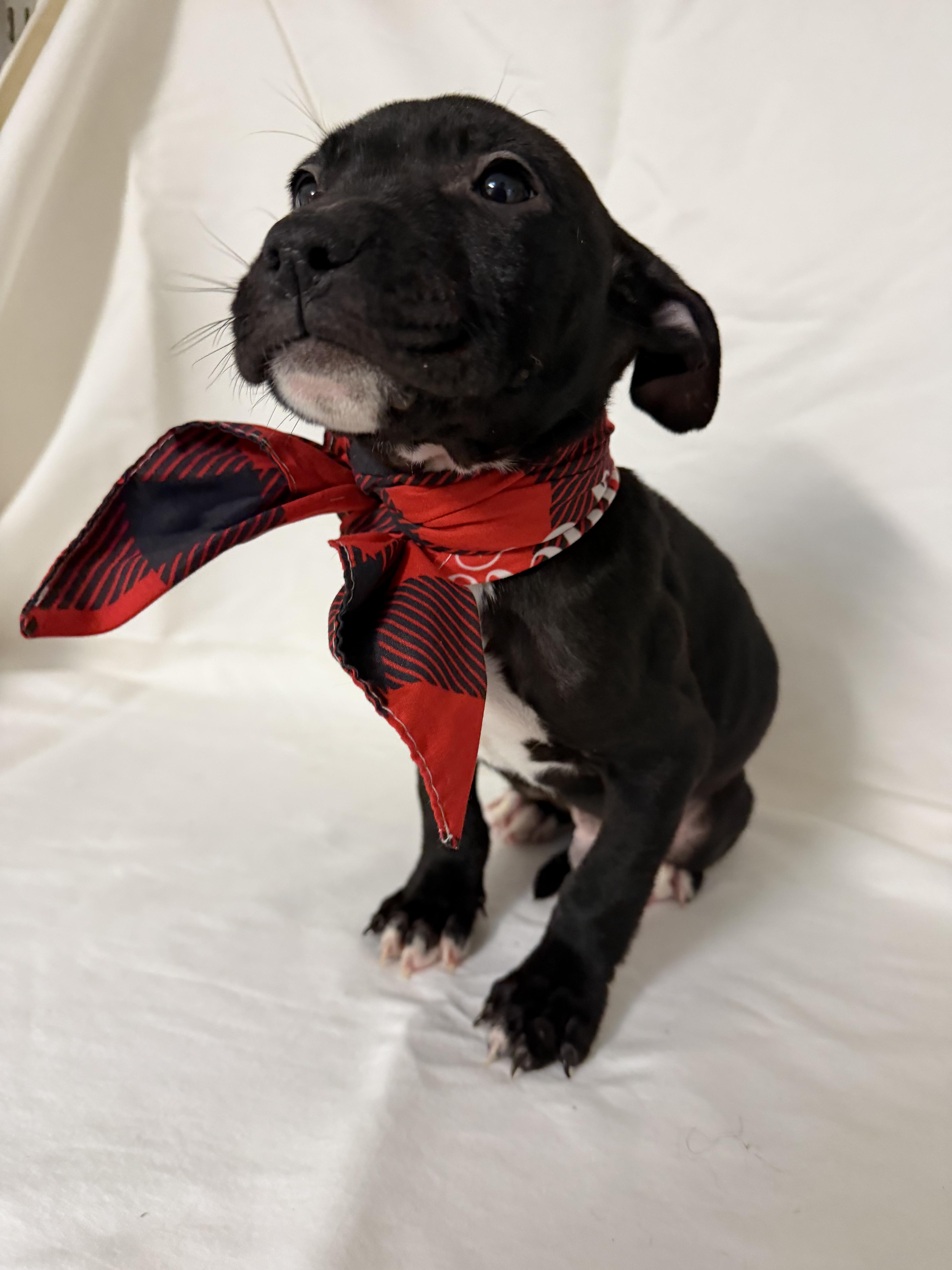 Tate, ADOPTABLE, Puppy Male Mixed Breed.