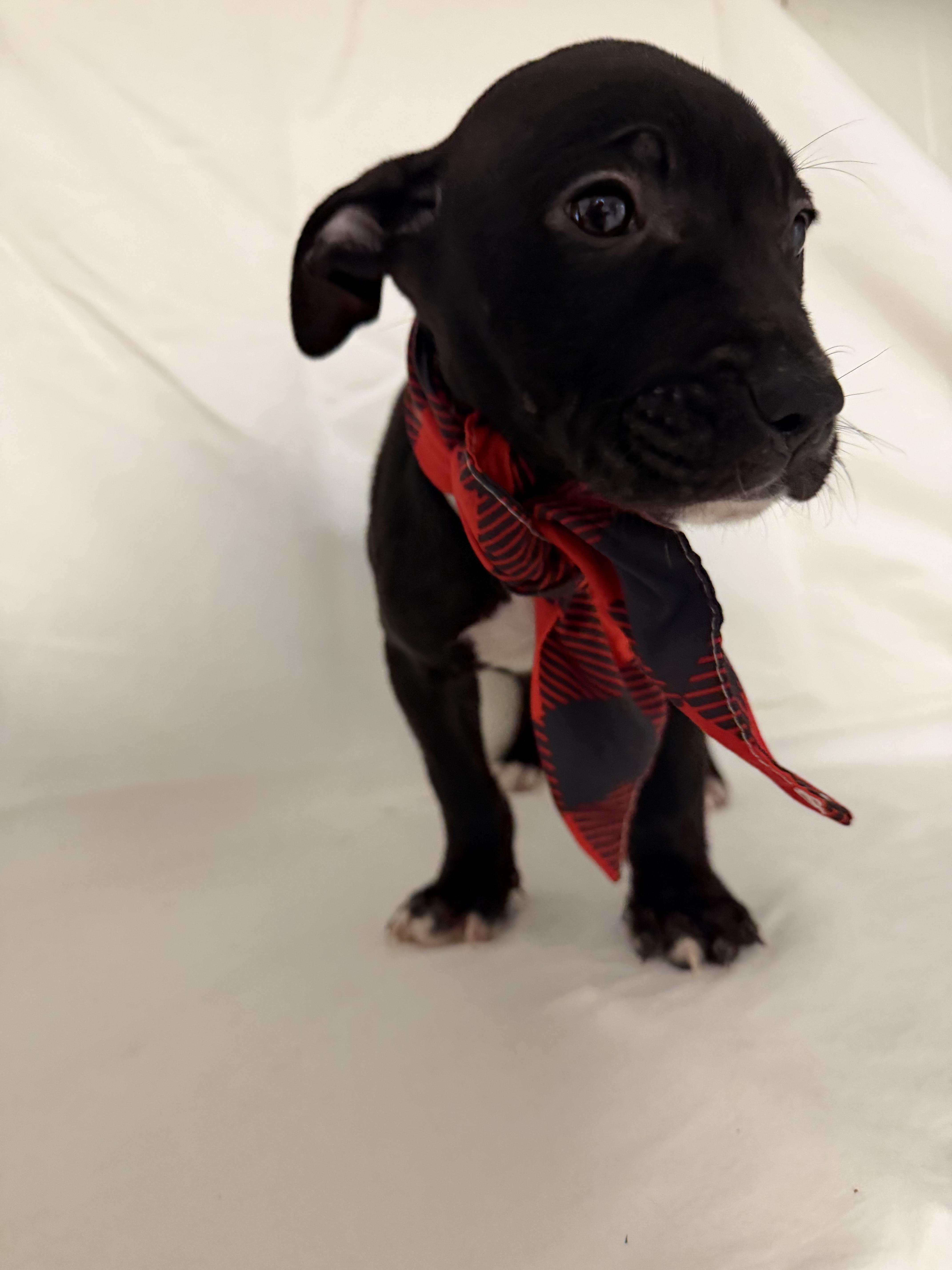 Tate, a ADOPTABLE mixed breed in fennville, MI image 2/3