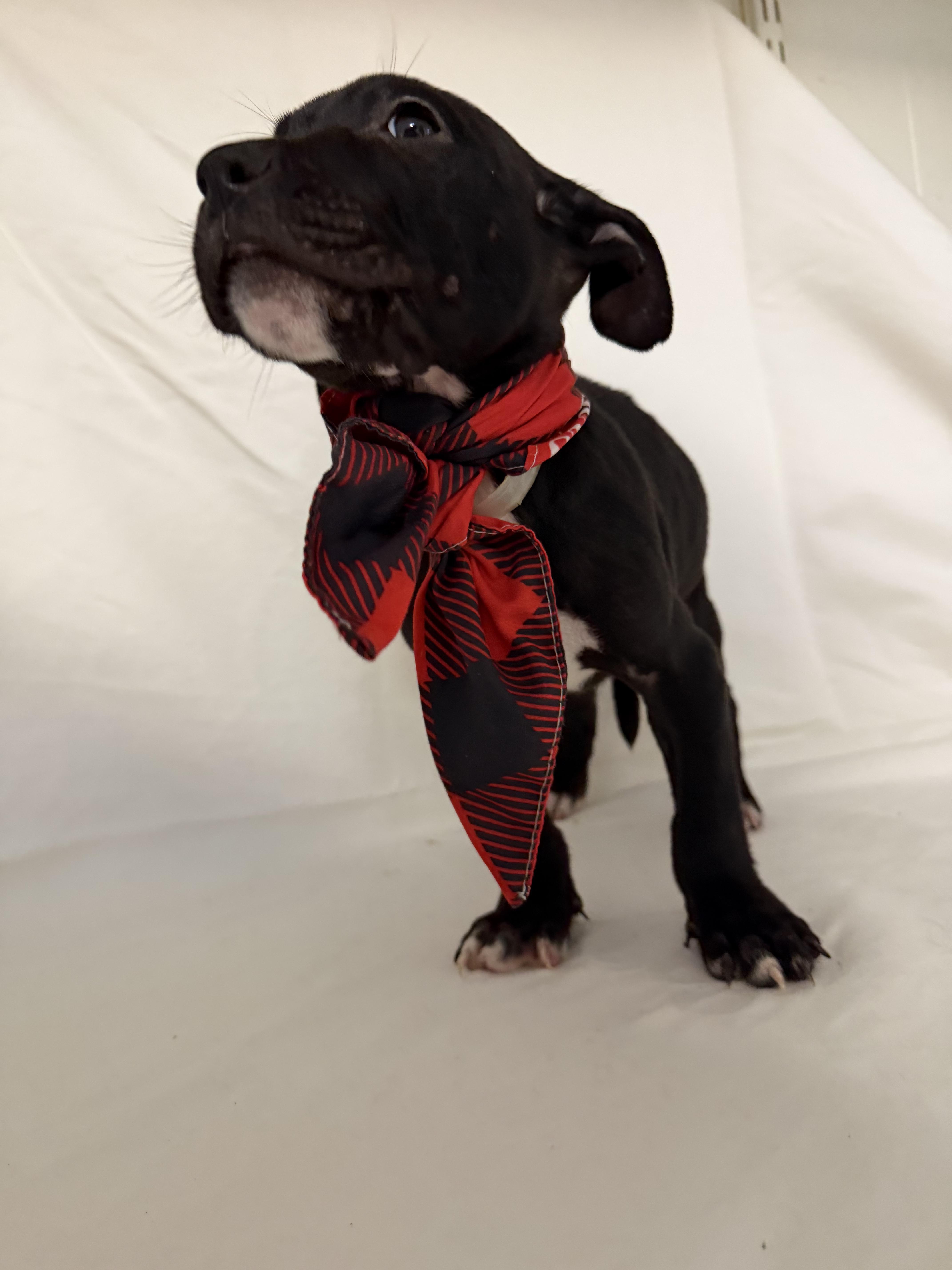 Tate, a ADOPTABLE mixed breed in fennville, MI image 3/3