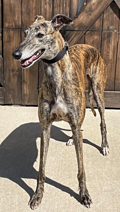Cat (aka Glagow Cat), a Adoptable Greyhound in Dallas, TX image 2/2