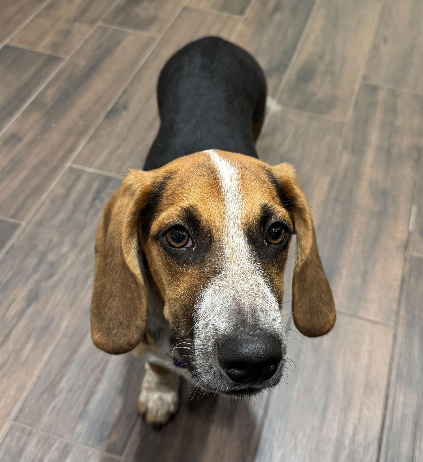 Enlarge Cupcake, a Adopted Basset Hound in Grapevine, TX image 1/2
