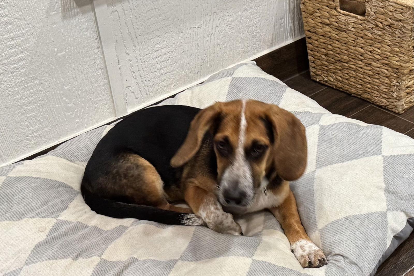 Enlarge Cupcake, a Adopted Basset Hound in Grapevine, TX image 2/2