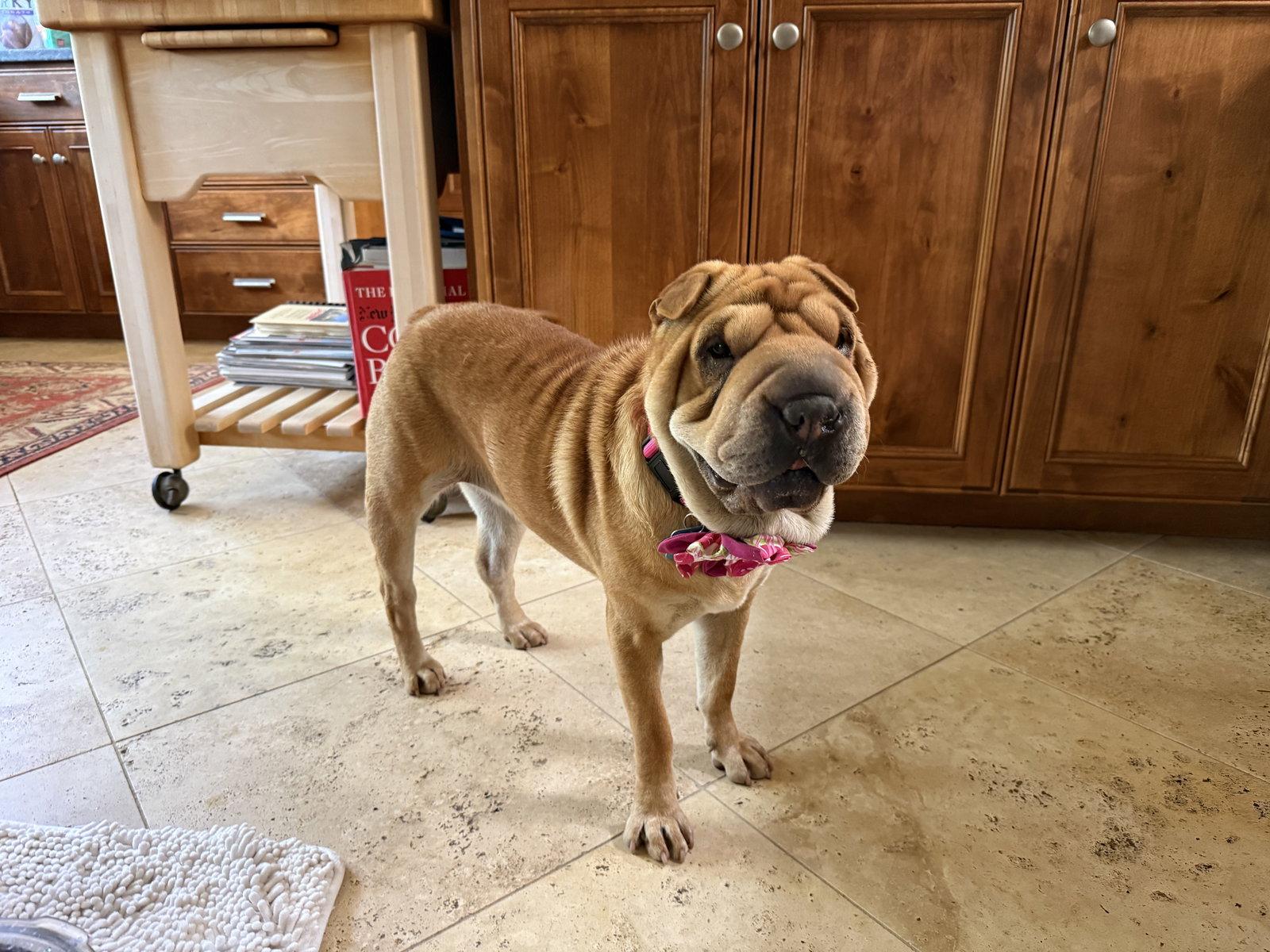 Maggie Lu, a Adoptable Shar-Pei in Tucson, AZ image 1/3