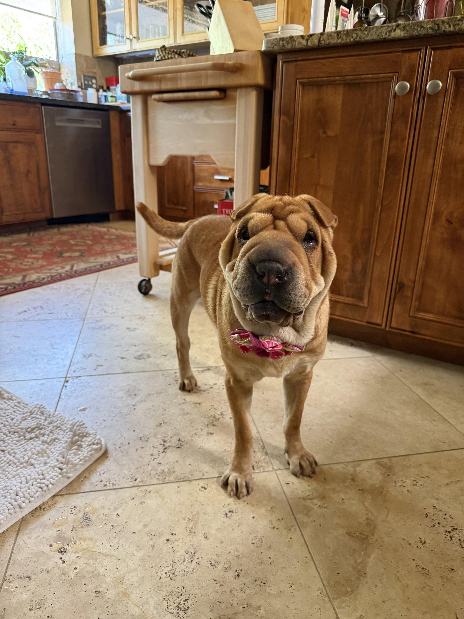 Maggie Lu, a Adoptable Shar-Pei in Tucson, AZ image 2/3