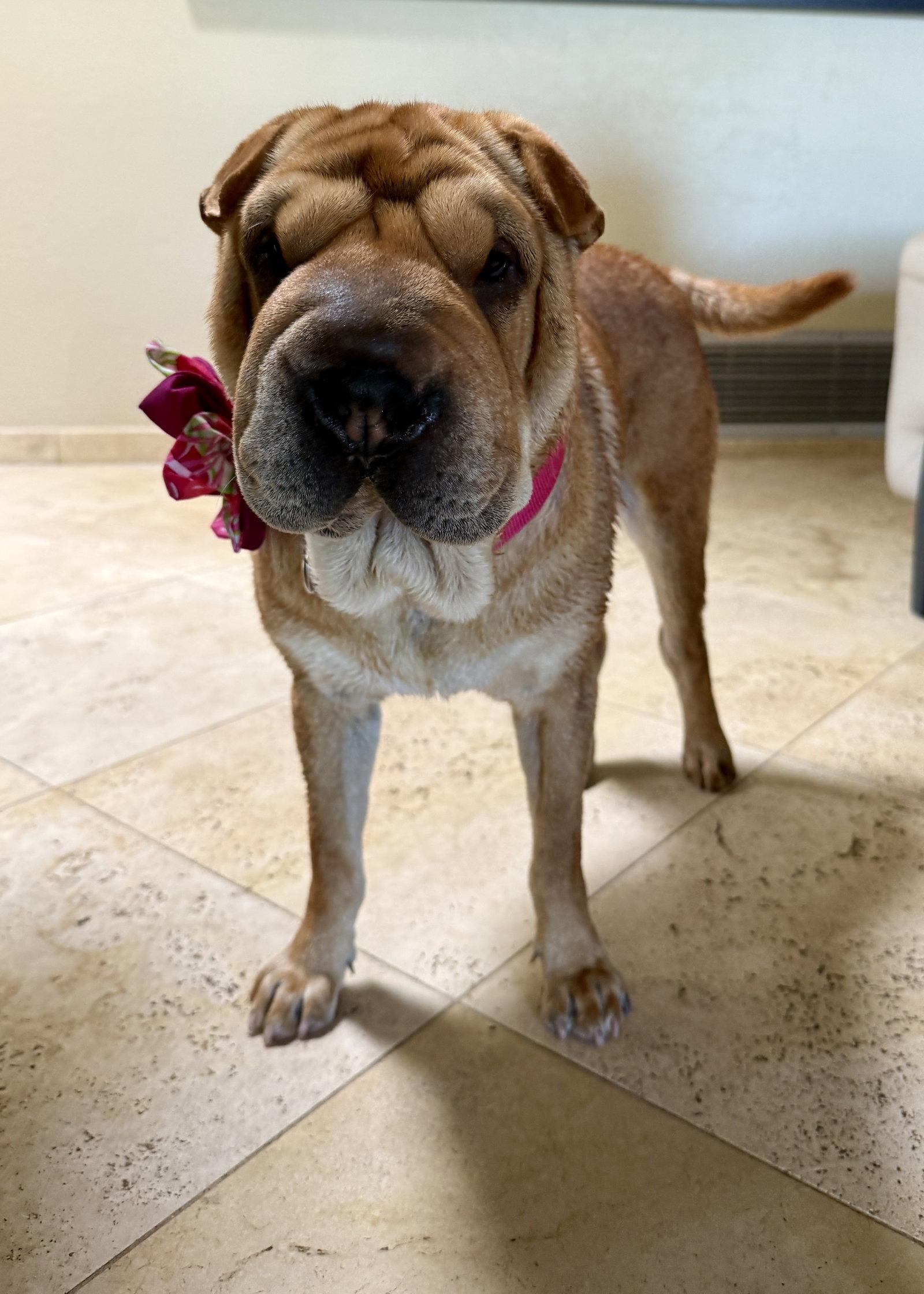 Maggie Lu, a Adoptable Shar-Pei in Tucson, AZ image 3/3