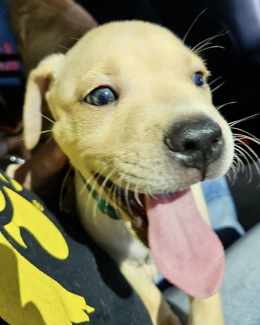 Bucky, Adopted, Puppy Male Labrador Retriever & Pit Bull Terrier.