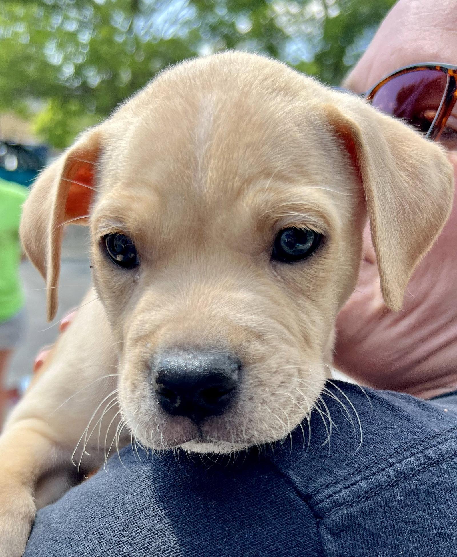 Bucky, a Adopted mixed breed in Council Bluffs, IA image 2/3