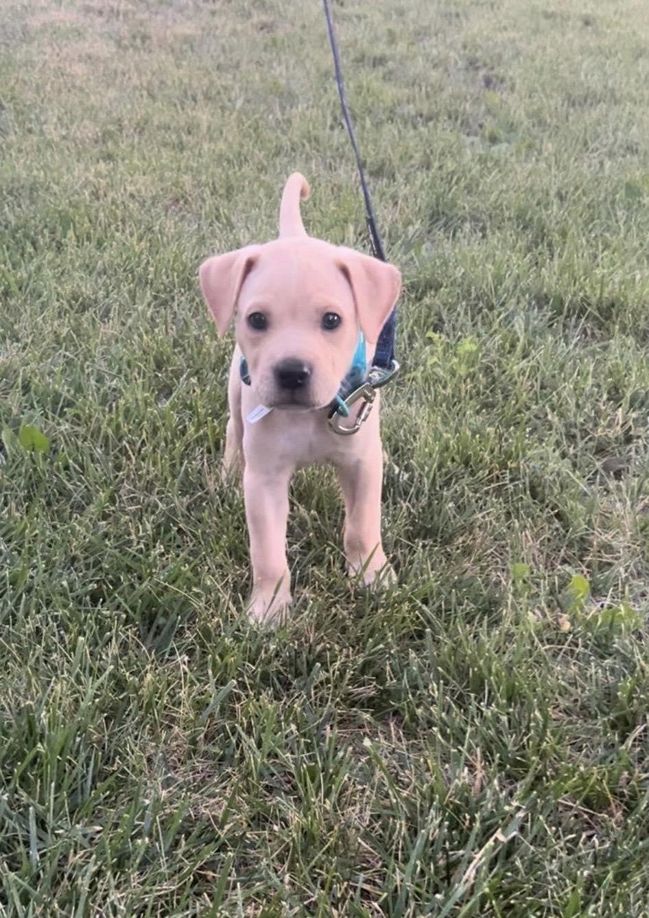 Bucky, a Adopted mixed breed in Council Bluffs, IA image 3/3