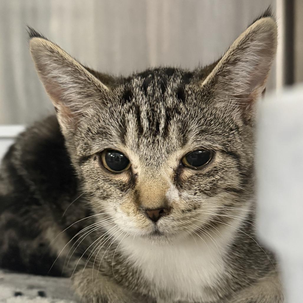 Enlarge Quinn, a Adoptable Domestic Short Hair in Marion, VA image 1/1