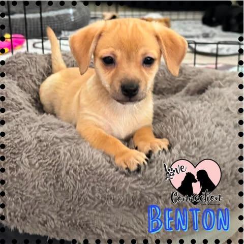 Benton, adopted, Puppy Male Dachshund & Terrier.