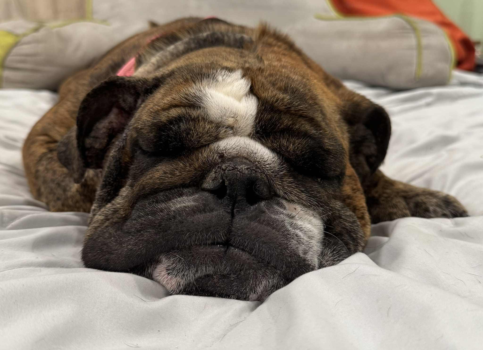 Enlarge Fudge, a Adoptable English Bulldog in Brunswick, ME image 1/2