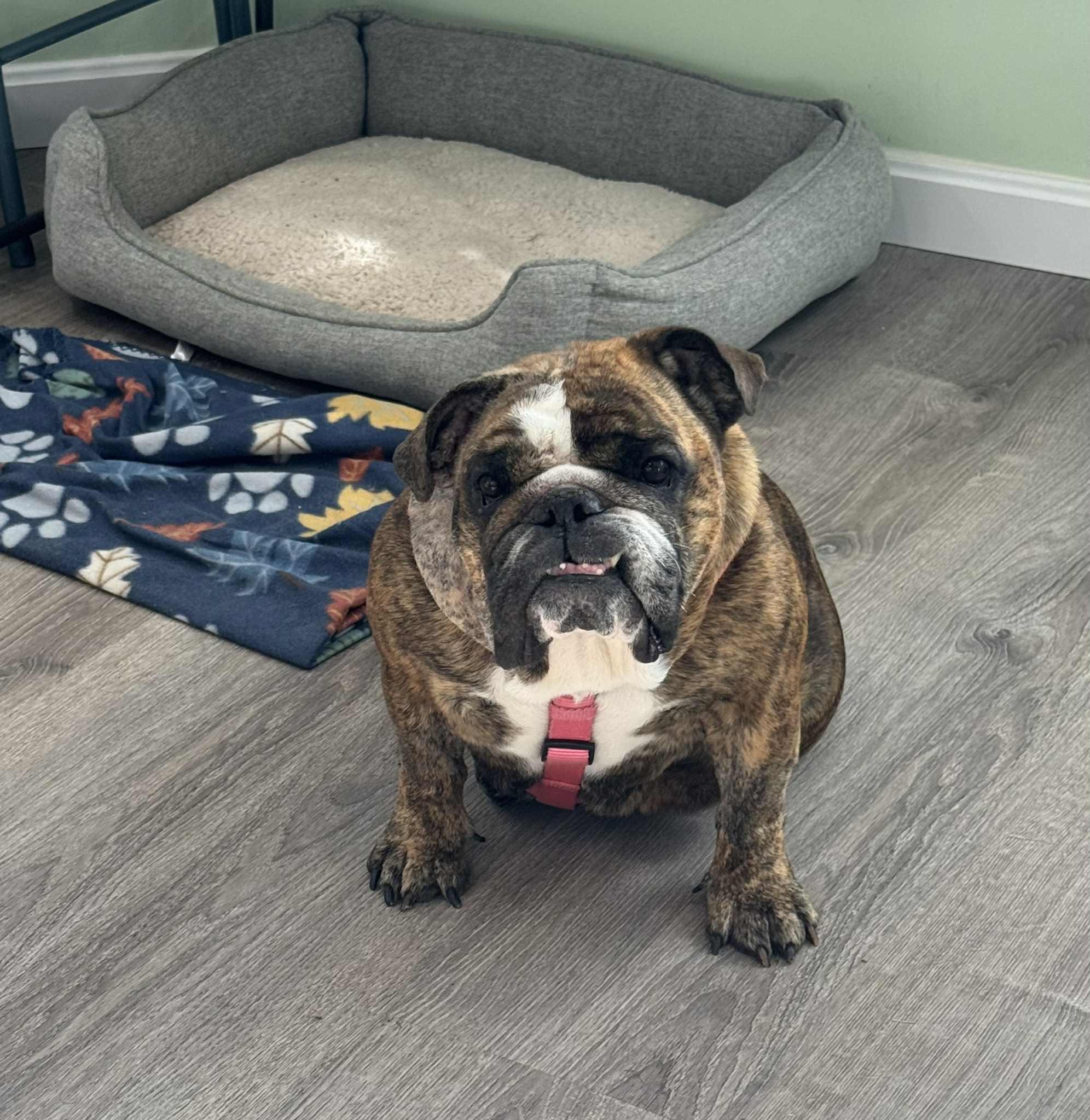 Enlarge Fudge, a Adoptable English Bulldog in Brunswick, ME image 2/2