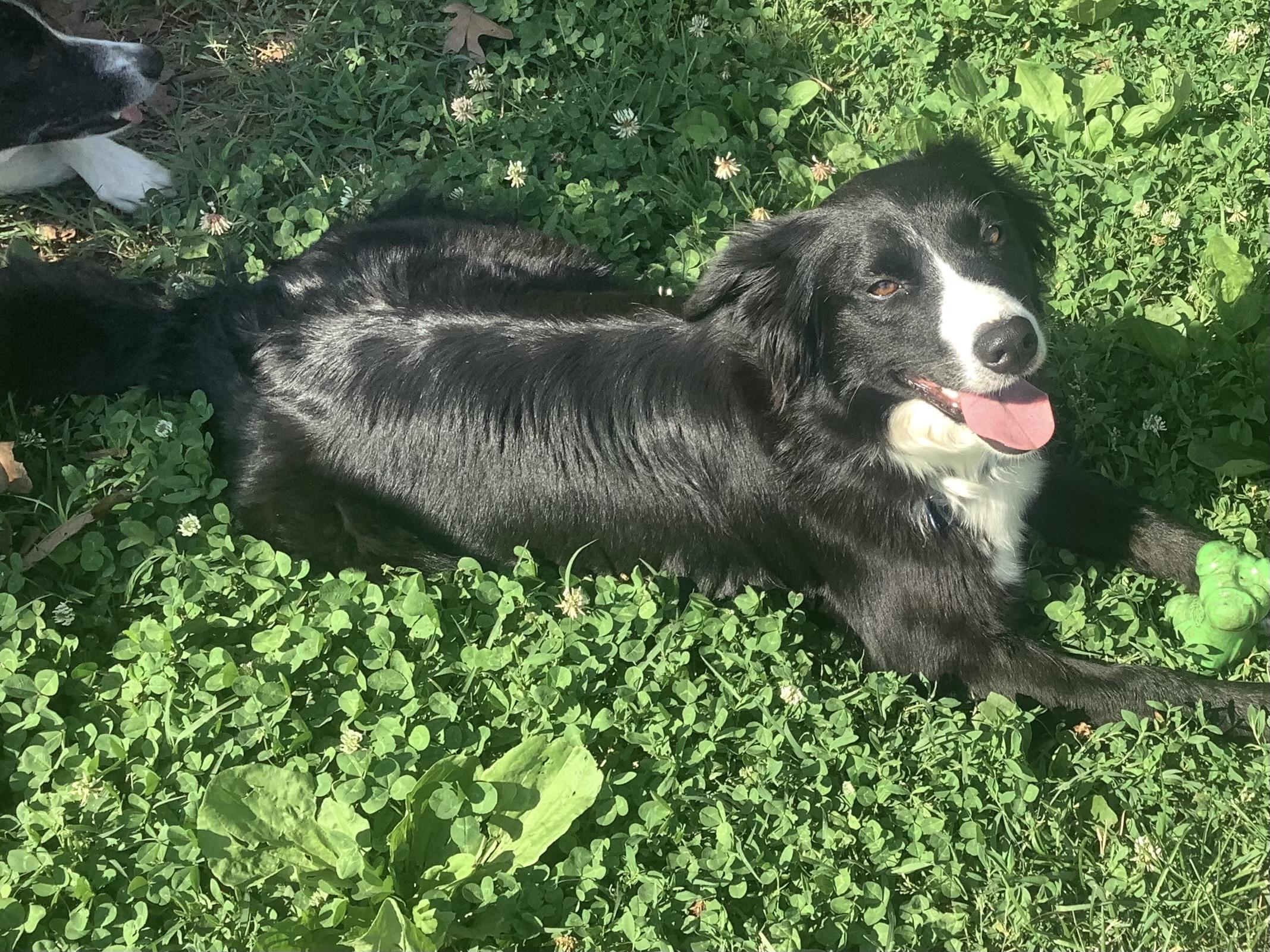 Enlarge Skylar, a ADOPTABLE Border Collie in Farmville, VA image 4/5