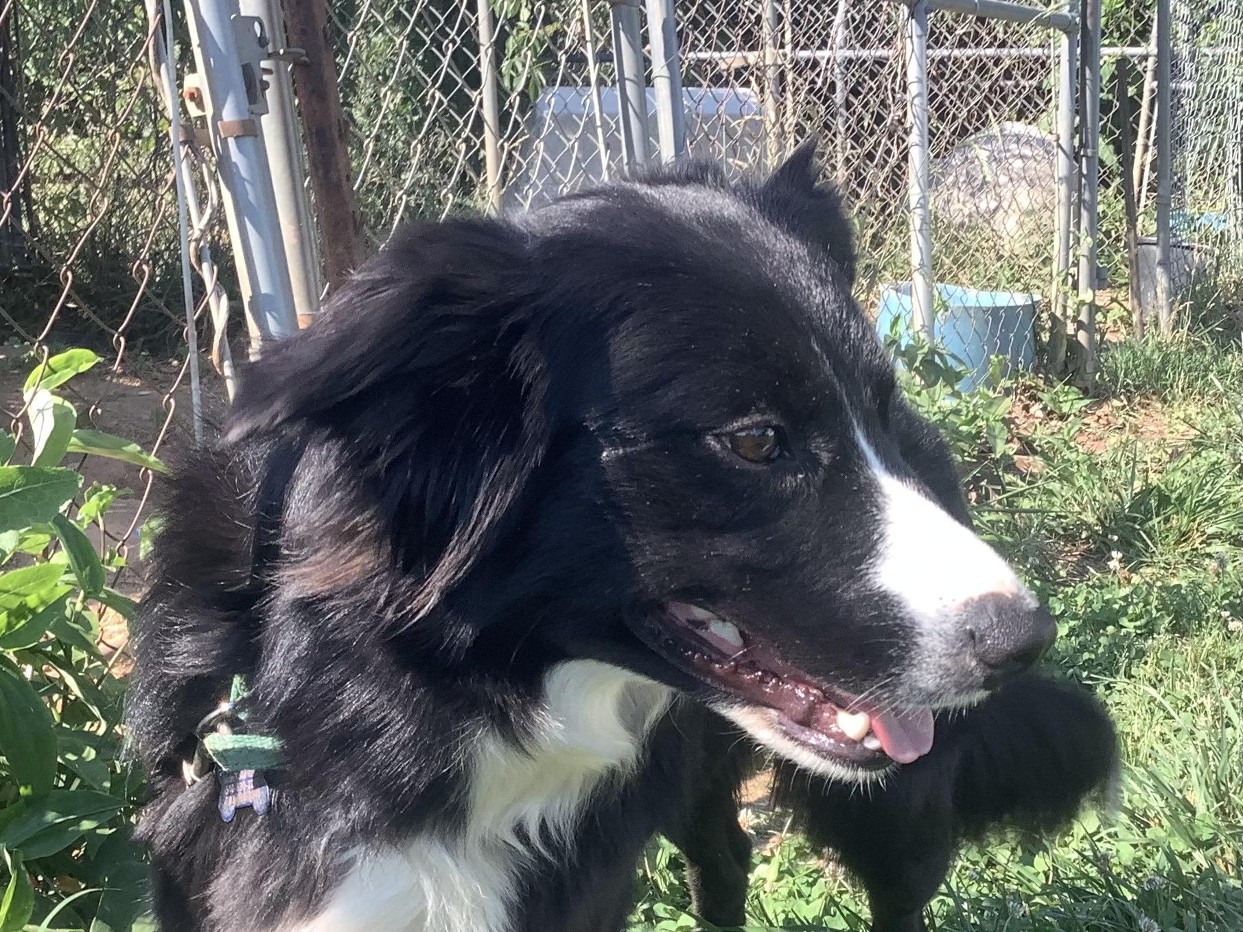 Enlarge Skylar, a ADOPTABLE Border Collie in Farmville, VA image 5/5
