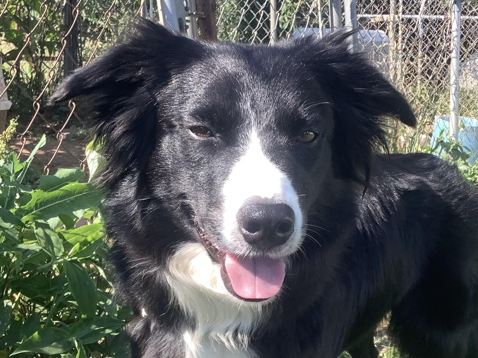 Enlarge Skylar, a ADOPTABLE Border Collie in Farmville, VA image 3/5
