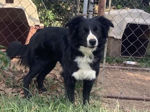 Enlarge Skylar, a ADOPTABLE Border Collie in Farmville, VA image 1/5