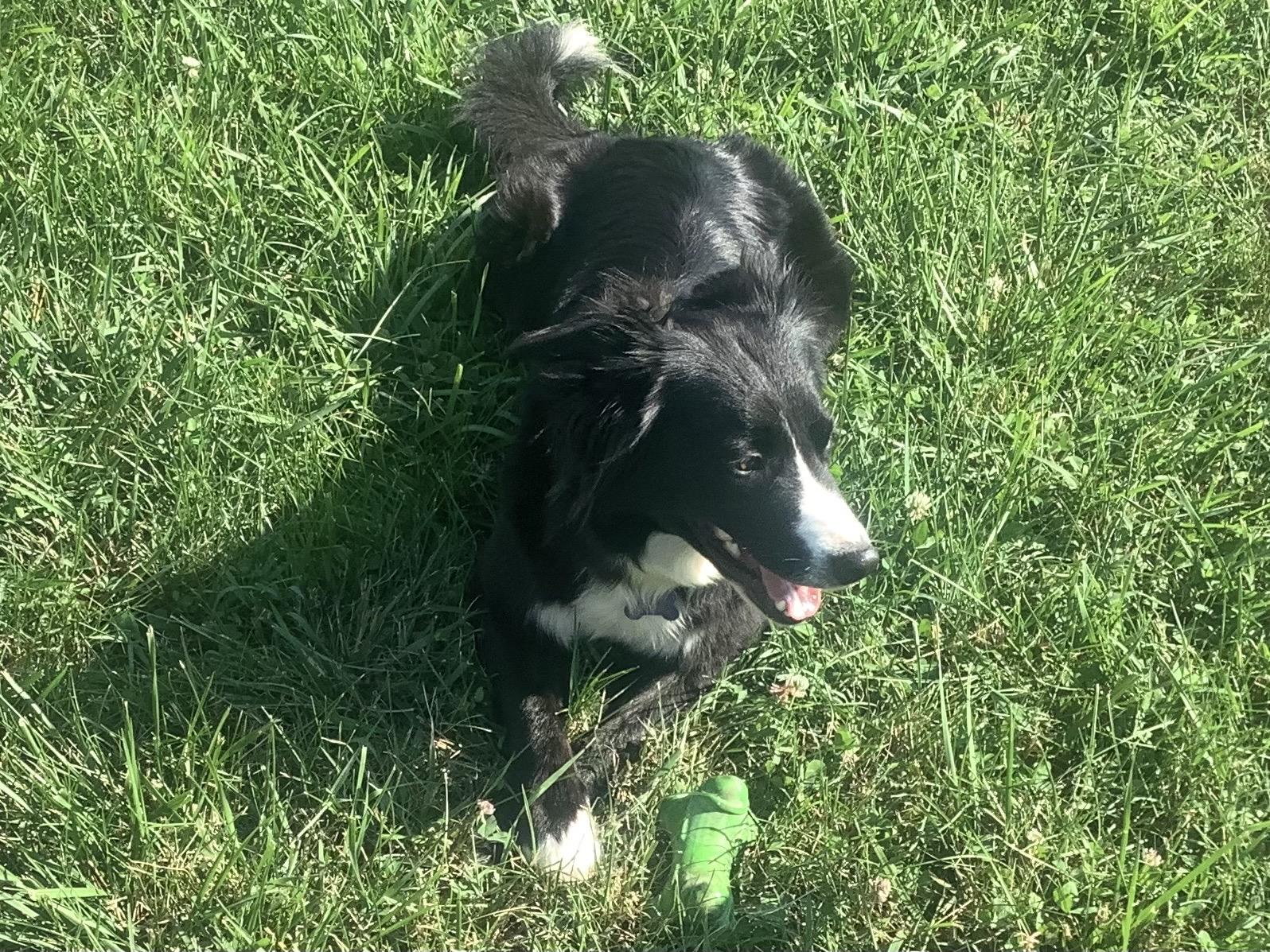 Enlarge Skylar, a ADOPTABLE Border Collie in Farmville, VA image 2/5