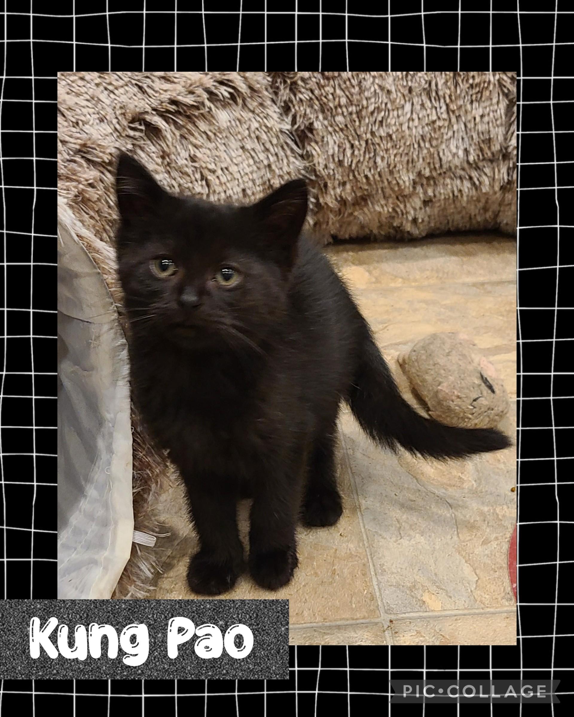 Kung Pao, an adoptable Domestic Short Hair in Iron River, MI, 49935 | Photo Image 1