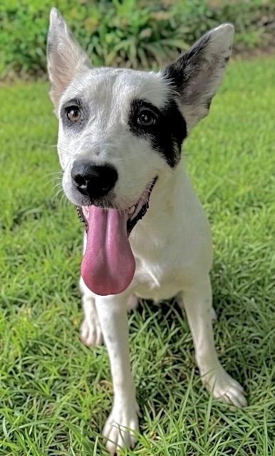 Breezy, Adoptable, Puppy Female Australian Cattle Dog / Blue Heeler.