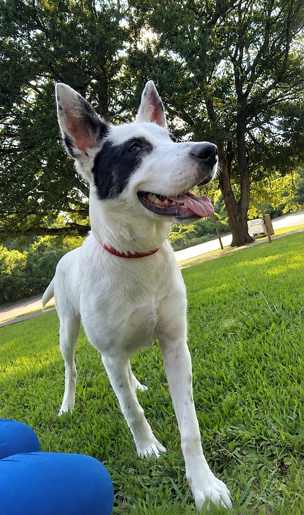 Breezy, a Adoptable mixed breed in Princeton, MA image 2/6