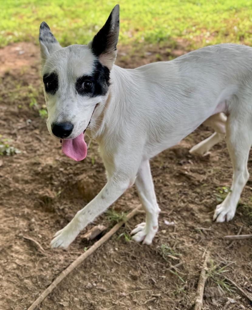 Breezy, a Adoptable mixed breed in Princeton, MA image 3/6